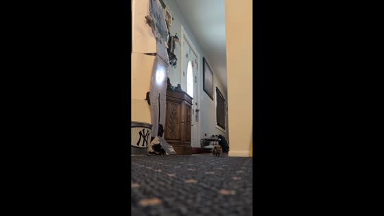 Pet hedgehog exploring indoors in Connecticut, USA