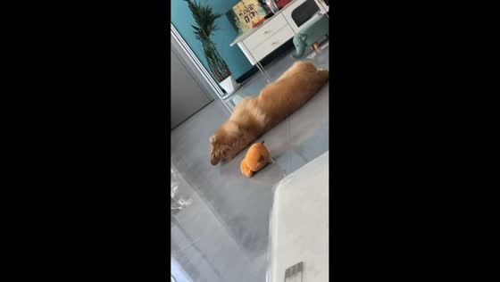 Dog startled by firecrackers in Hebei, China
