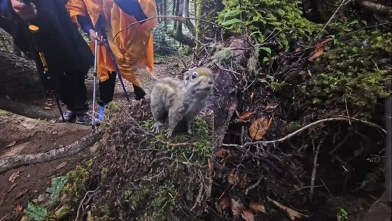 Curious squirrel suddenly jumps at tourist in Shaanxi, China