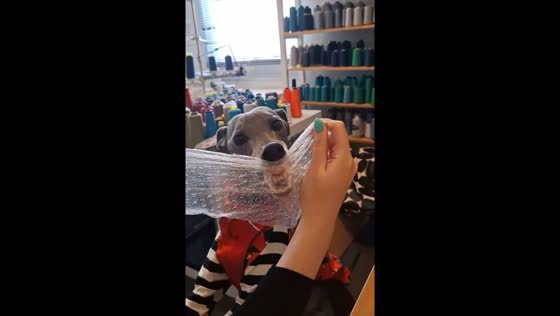 Dog pops bubble wrap to calm anxiety in Melbourne