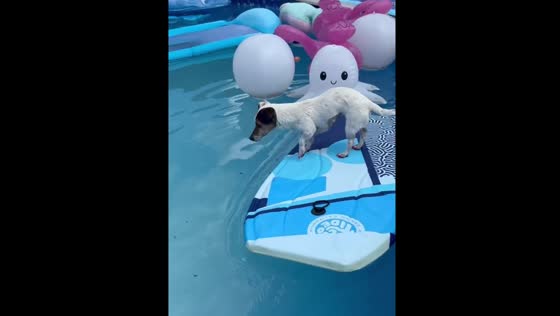 Dog retrieves favorite toy from pool skimmer in Illinois, USA
