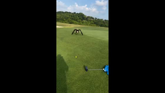 Bald eagle charges at golfer in Sevierville, Tennessee