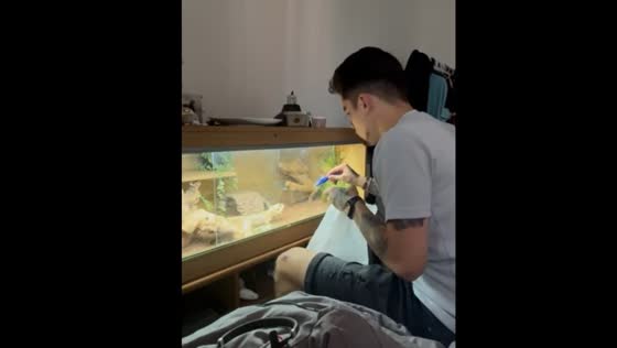 Funny fail while feeding a bearded dragon in bury Saint Edmunds, UK