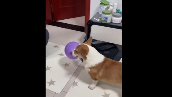   Corgi plays with balloon in Jiangxi province