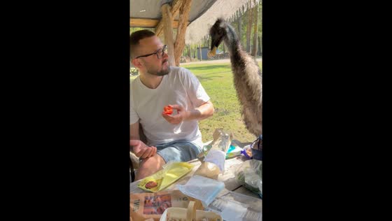 Picnic peril: big bird takes over