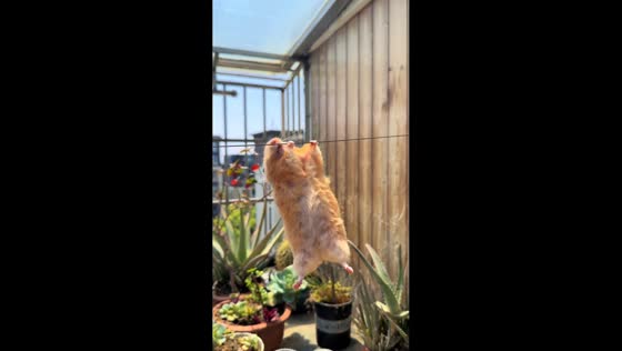 Hamster hangs from cable using its feet in Zhejiang, China