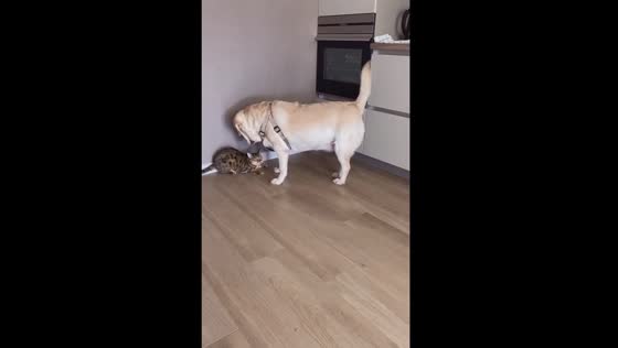 Dog plays referee as cat attempts to raid the kitchen!
