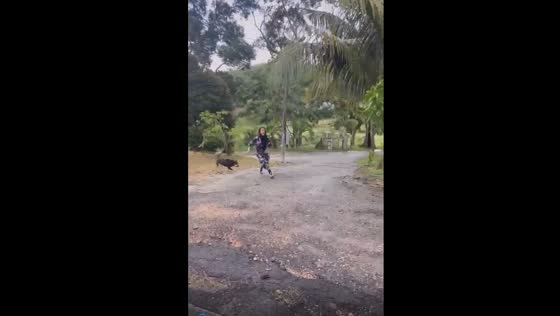 Hilarious escape: friends playfully outrun dog in Malaysia