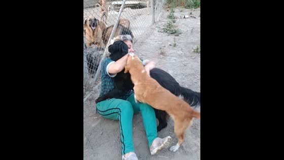 Persistent dogs overwhelm woman in Istanbul