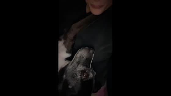Dog demands attention from owner in Athens, USA