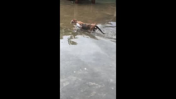 Wet cat walks through flooded residential area in Shanghai, China
