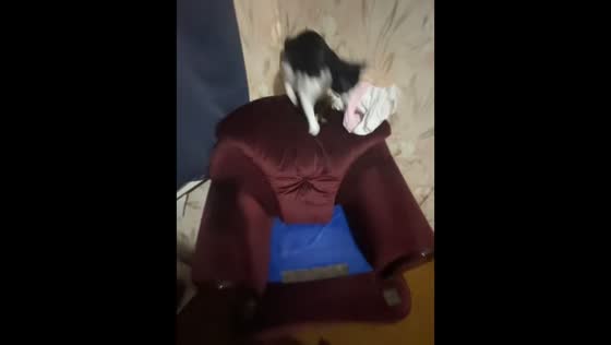 Cat jumps from chair and dashes under bed in Vladivostok, Russia