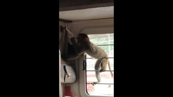 Monkey grabs a passenger’s food on metro train in Firozabad, India