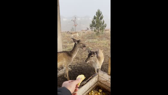 Feisty duck interrupts deer feast in Zakharivka Village, Ukraine