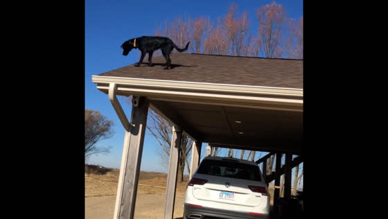 Dog jumps from roof to ground in Illinois, landing safely