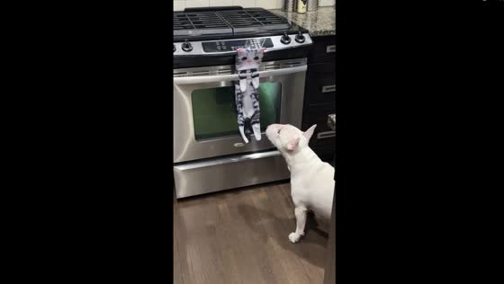 Brave Bull Terrier confronts fake cat: hilarious backing showdown!
