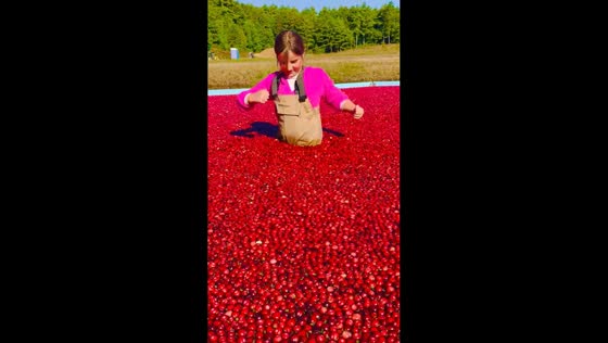 Girl falls into cranberry bog during family tour in Rochester, Massachusetts, USA
