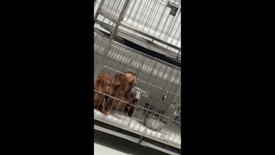 Dog cleverly escapes from crate in Manila, Philippines