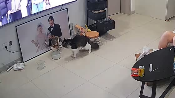 Cat startled after discovering another cat at its food bowl in Tianjin, China