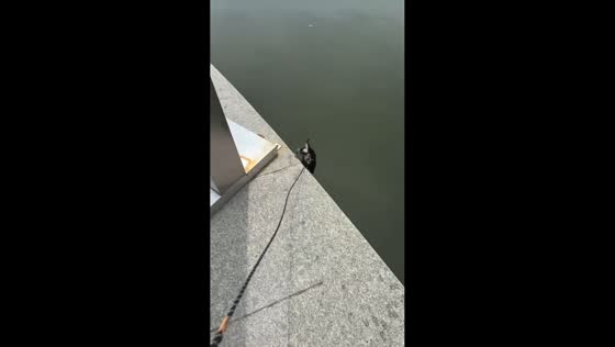 Puppy accidentally falls into water while on a walk in Zhejiang, China