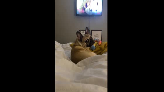 Startled pup: Glasgow owner's unexpected voice shocker