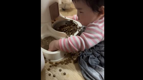 Child plays with dog food in South Korea