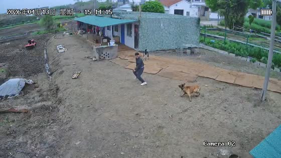 Dog attack avoided with help from another dog in Jiangsu, China