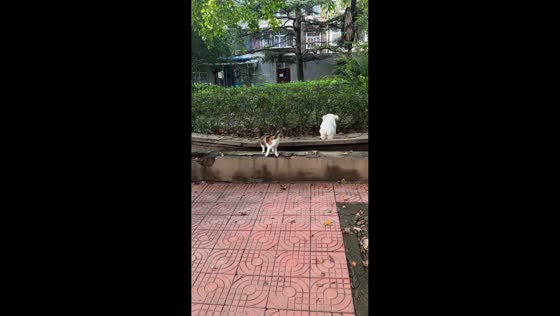 Dog hilariously falls while jumping between ledges in Henan, China