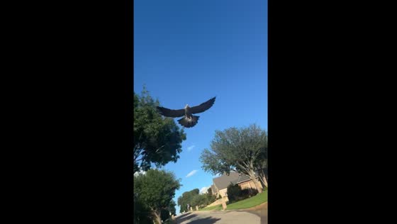 Man fends off attacking falcon in Dallas