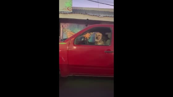 Labrador rides in front seat of car in Baja California, Mexico