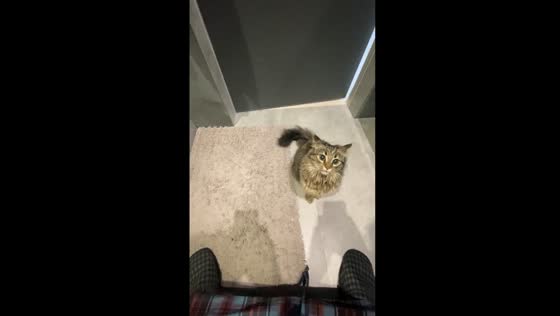 Persistent feline pursuit: hilarious toilet time with a tenacious cat