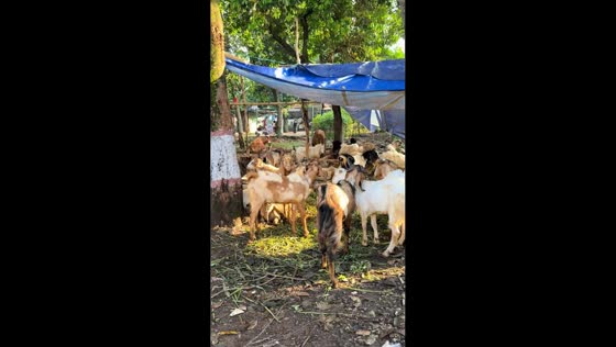 Goat flashes a hilarious grin in Jakarta, Indonesia