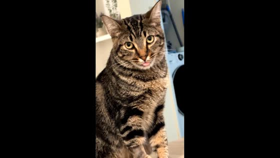 Tabby cat sticks out tongue after dental surgery in Tampa, Florida, USA
