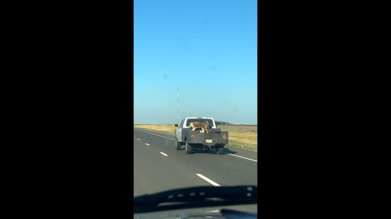 St. Bernard rides on truck bed at high speed in Canyon, Texas, USA