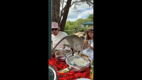 Monkeys steal banana during meal in Unguja, Tanzania
