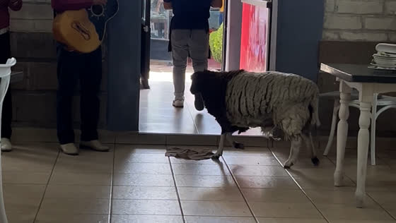 Sheep seen leaving restaurant in Hidalgo, Mexico