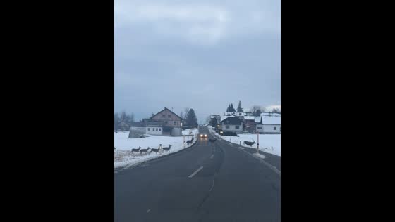 Herd of deer carefully crosses road in Baldramsdorf, Austria
