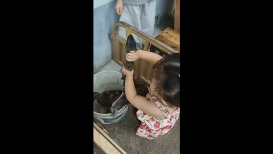 Little girl puts ducks in a bucket in Jiangsu, China