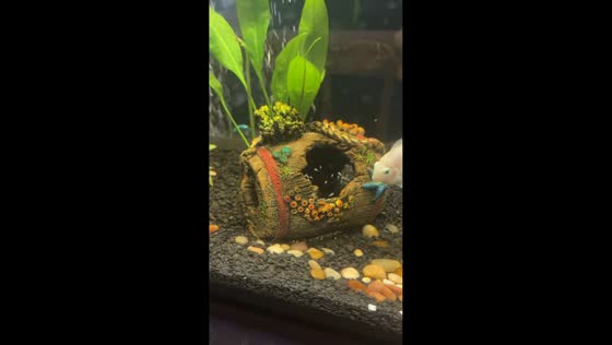 Fish unexpectedly give birth after tank relocation in Bloomsburg, Pennsylvania, USA