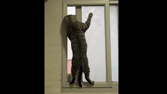 Cat perched on window watching outside in Fujian, China