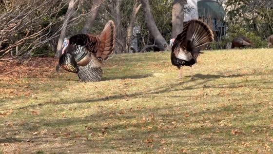 Turkeys strut along Brattle Street in Cambridge, Massachusetts, USA