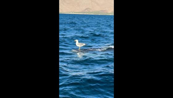 Seagull enjoys a free ride on a whale shark in Los Angeles Bay, California, USA