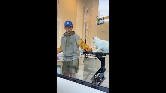 Aggressive cat surprises handler by leaping off platform in Jiangsu, China