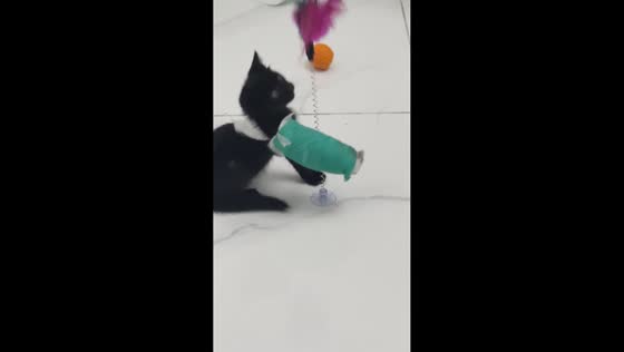 Kitten keeps playing with teaser despite wearing cast on paw in Zhejiang, China