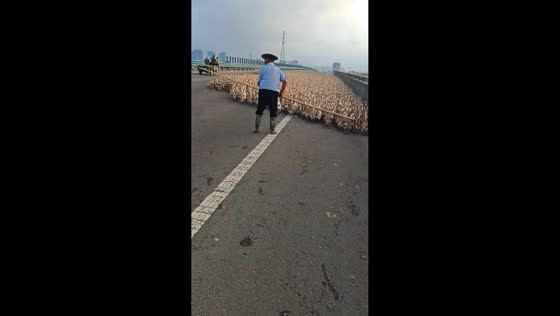 Hundreds of ducks block the road in Zhejiang, China