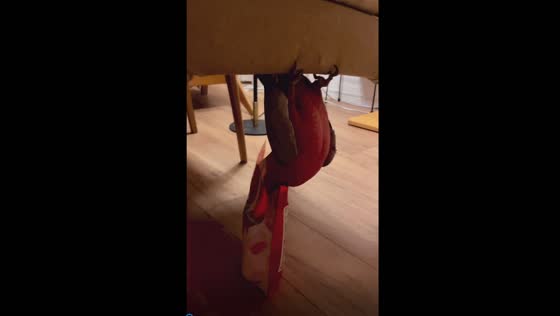 Upside-down feasting: clever parrot's unconventional snack retrieval technique