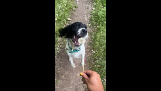 Dog jumps and eats dandelion in Tooele, Utah, USA