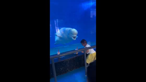 Beluga whale surprises boy at aquarium in Shandong, China