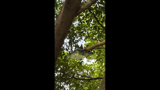 Woodpecker pecks lamp post like a drill in Gansu, China