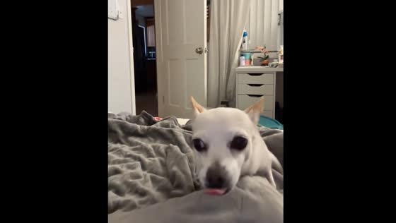 Dog humps owner's leg in San Francisco Bay Area video